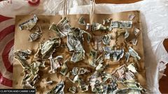 Money-hungry dog eats $4,000 its owners kept in envelope to pay contractor