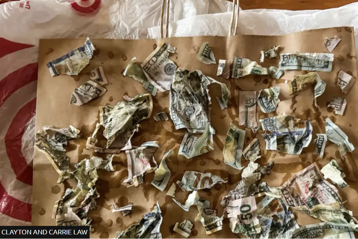 Money-hungry dog eats $4,000 its owners kept in envelope to pay contractor