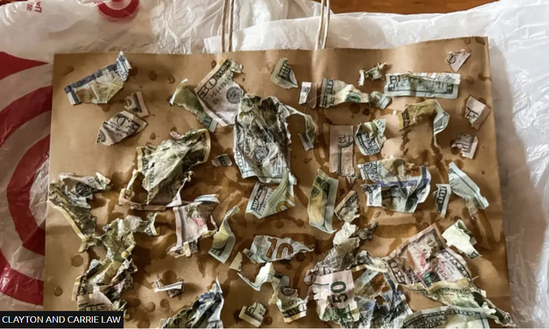 Money-hungry dog eats $4,000 its owners kept in envelope to pay contractor