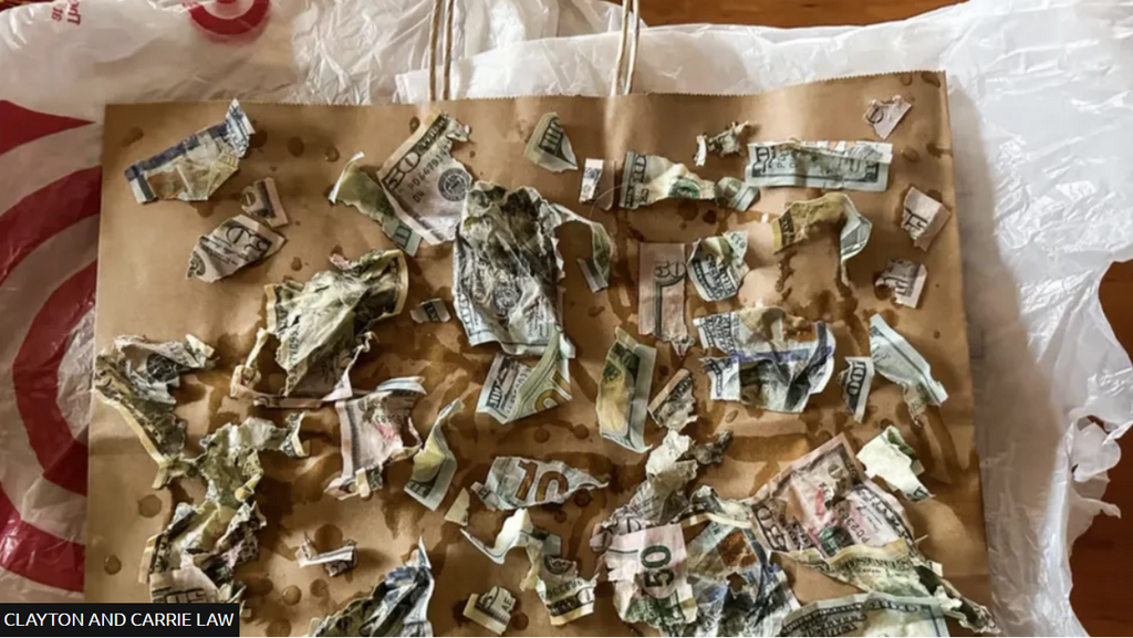 Money-hungry dog eats $4,000 its owners kept in envelope to pay contractor