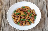 Edible silkworm [ricaroalpoimcombr]