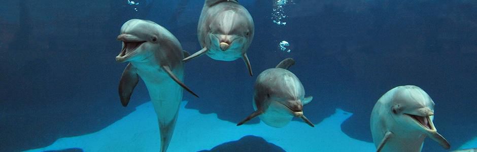 Dolphins use a series of clicks and whistles to talk to each other [Seaworld.org]