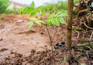 Pernod Ricard Ghana’s planting of 10,000 trees begins at Moree