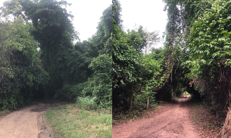 Klamadaboe Forest