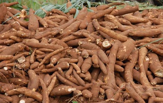 Cassava