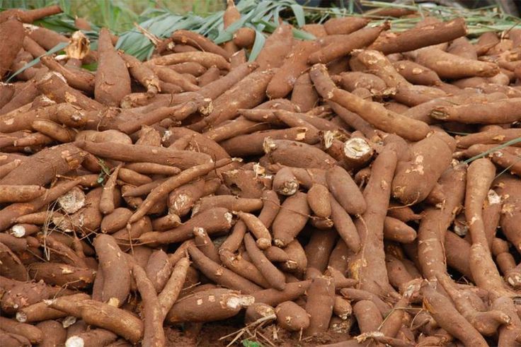 Cassava
