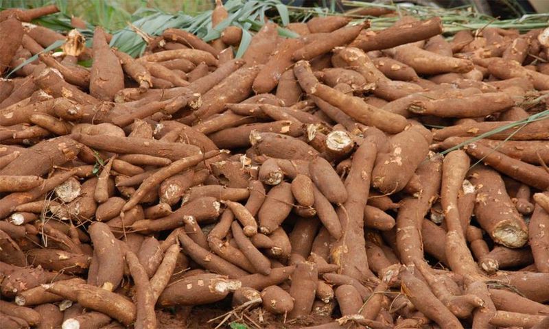 Cassava