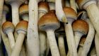 magic mushrooms