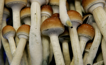 magic mushrooms