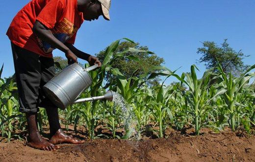 Planting for food
