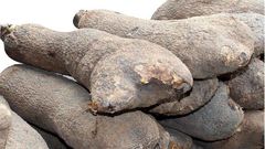 Tubers of yams in Abuja market