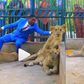 Pastor enters zoo, plays with lions to prove to church members that he’s powerful