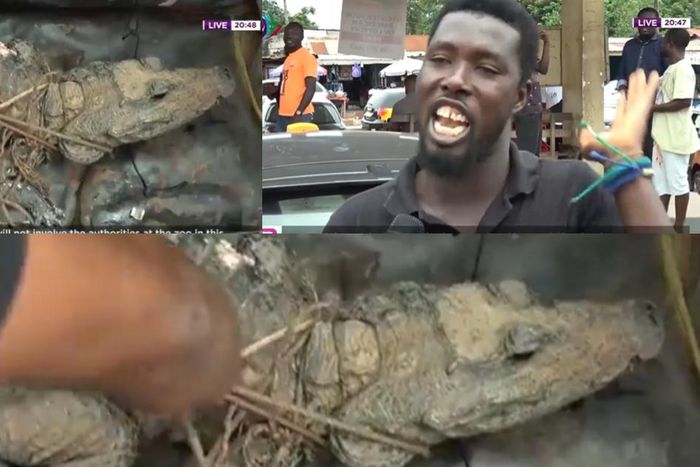 Kumasi residents catch crocodile, insist on eating it because of economic hardship