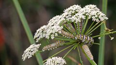 Water hemlock [FloridaWildflower]