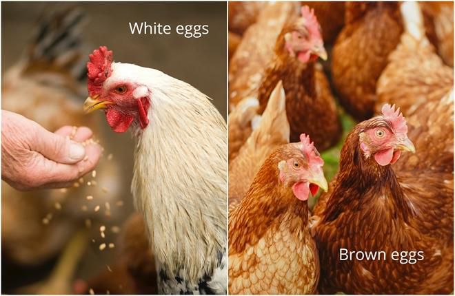 How chickens are raised can impact the quality of the eggs [DIYEnthusiasts]