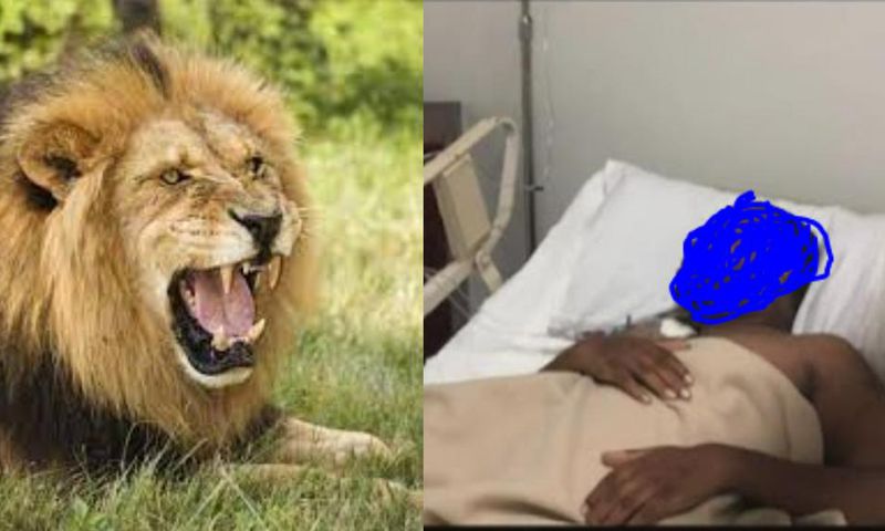 Brave husband and wife hospitalised after defeating wild lion in an attack