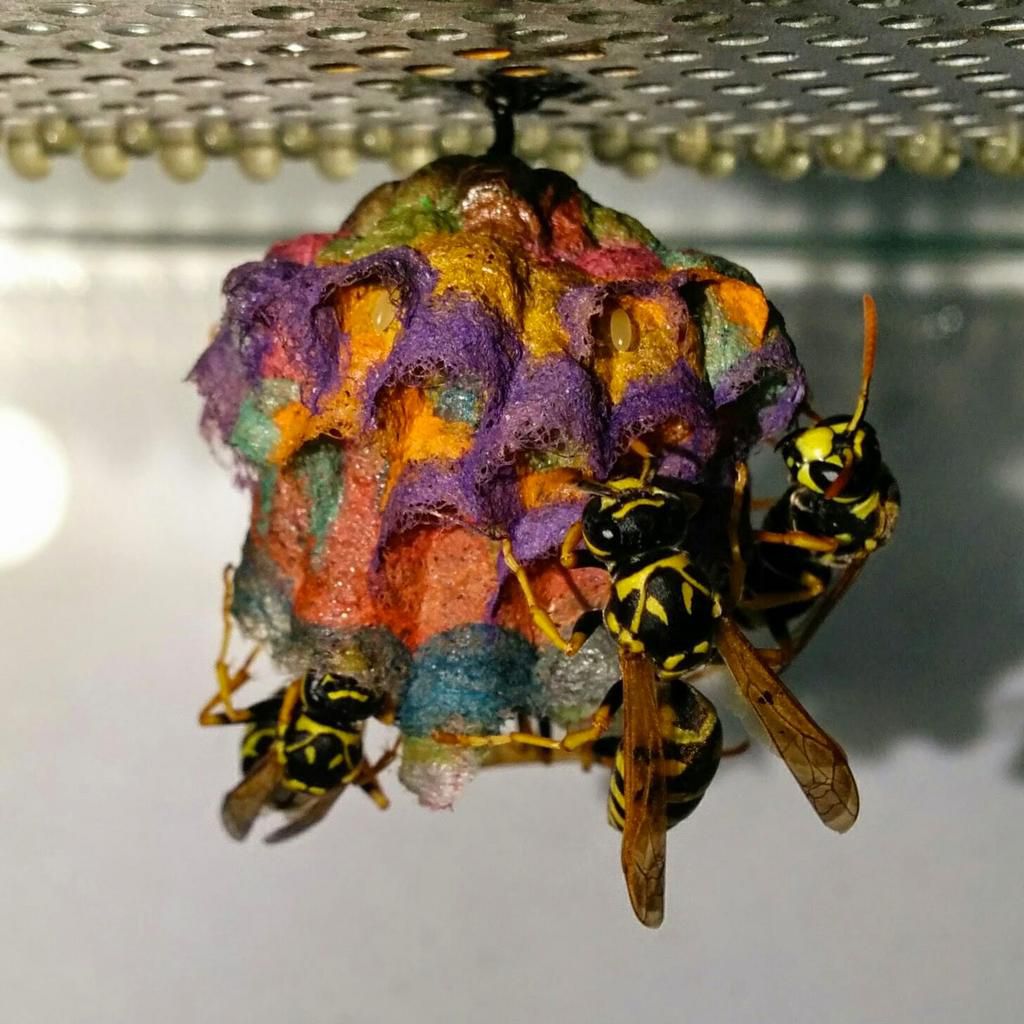Wasp nest [Colossal]