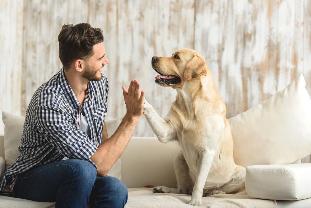 Dogs have learned to understand human commands [MadPaws]