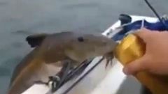 The beer-lover fish