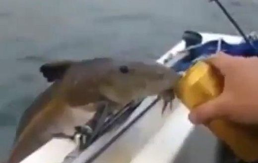 The beer-lover fish