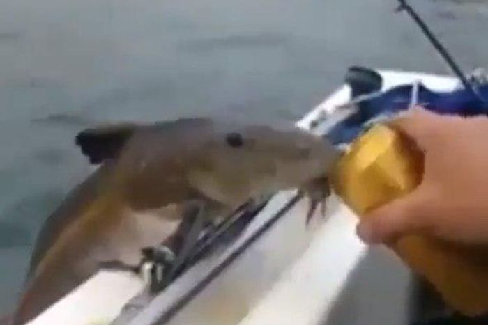 The beer-lover fish