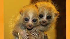 Slow lorises are cute, but their bite is venomous [THV11]