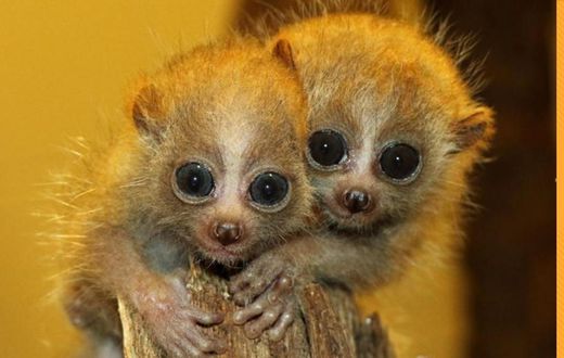 Slow lorises are cute, but their bite is venomous [THV11]