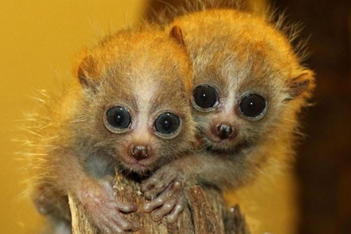 Slow lorises are cute, but their bite is venomous [THV11]