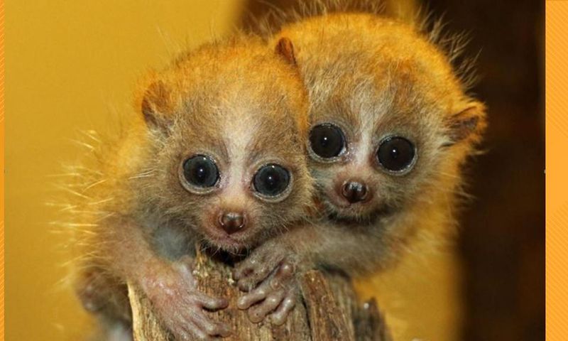 Slow lorises are cute, but their bite is venomous [THV11]