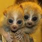 Slow lorises are cute, but their bite is venomous [THV11]