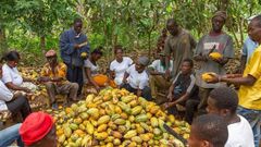 Cocoa farmers
