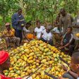 Cocoa farmers