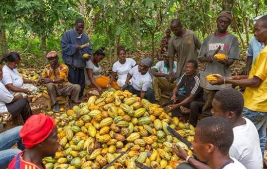 Cocoa farmers
