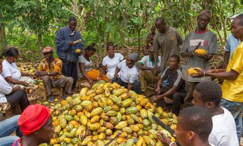 Cocoa farmers