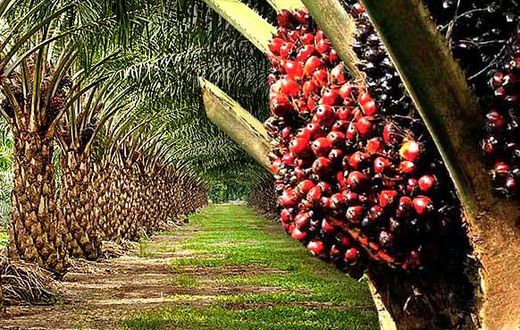 Palm tree
