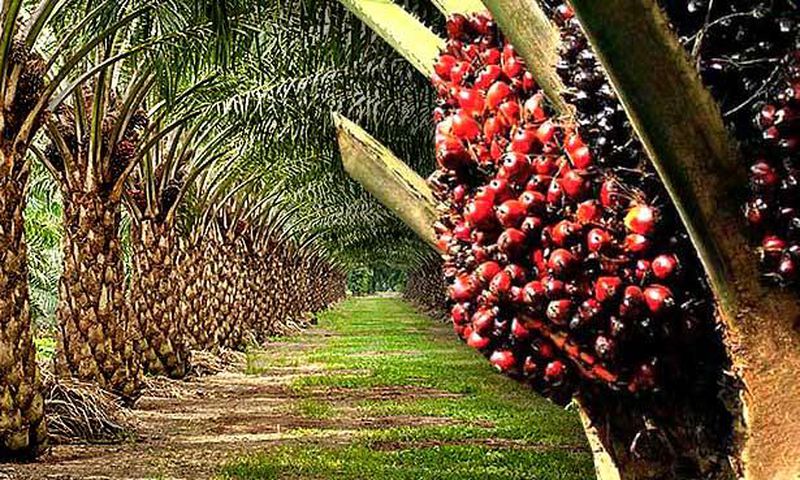 Palm tree