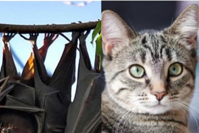 Unusual meats eaten across Ghana