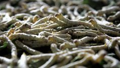 Silkworm