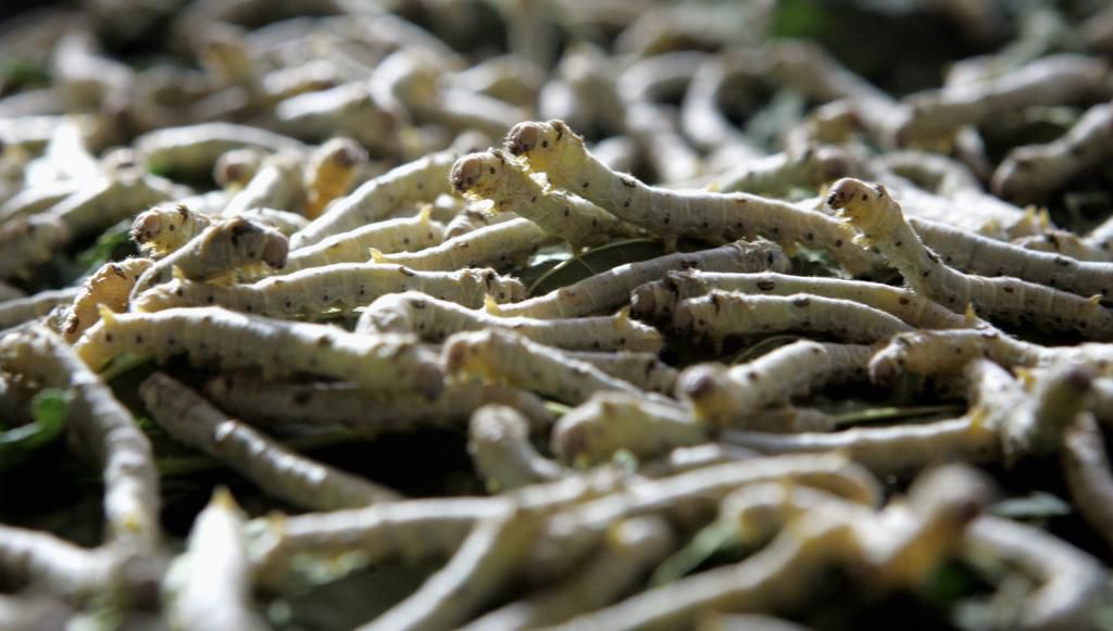 Silkworm