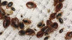 Bedbugs are taking over Paris [Walkerpestmanagement]
