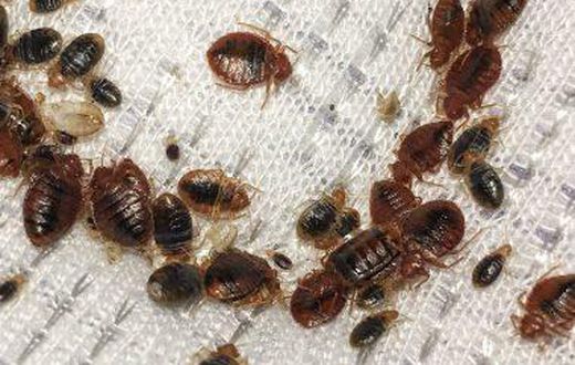 Bedbugs are taking over Paris [Walkerpestmanagement]