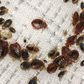 Bedbugs are taking over Paris [Walkerpestmanagement]
