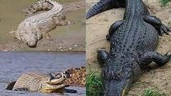 Stock photo: Crododiles (Source : Wikipedia)