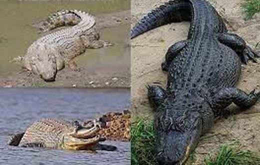 Stock photo: Crododiles (Source : Wikipedia)