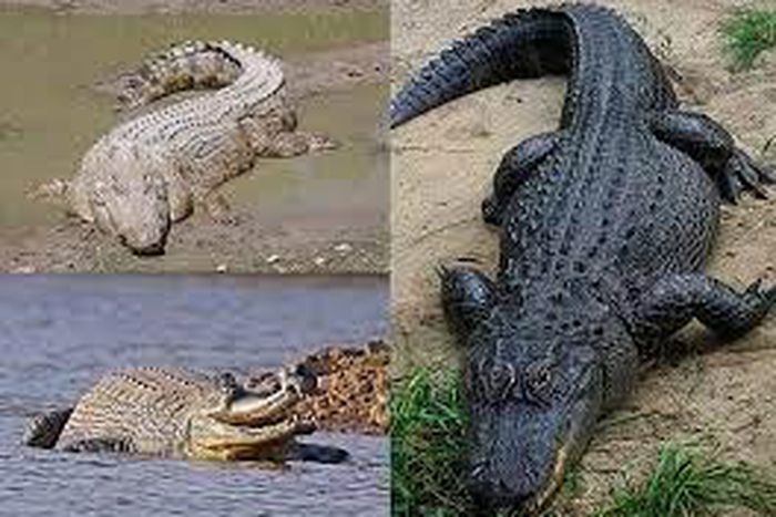 Stock photo: Crododiles (Source : Wikipedia)