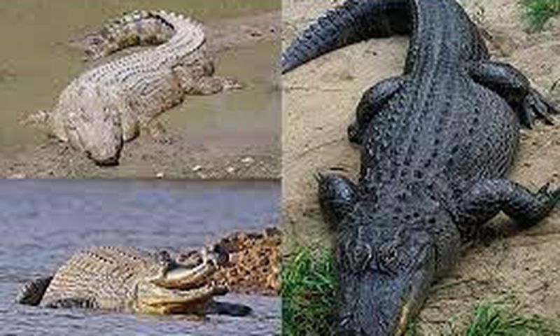 Stock photo: Crododiles (Source : Wikipedia)