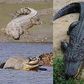 Stock photo: Crododiles (Source : Wikipedia)