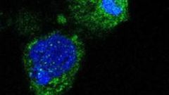 Infectious Malaria Sporozoites produced without mosquitoes provide ground-breaking progress for malaria vaccines and biology research