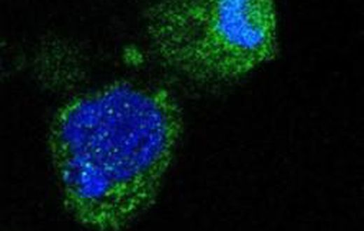 Infectious Malaria Sporozoites produced without mosquitoes provide ground-breaking progress for malaria vaccines and biology research