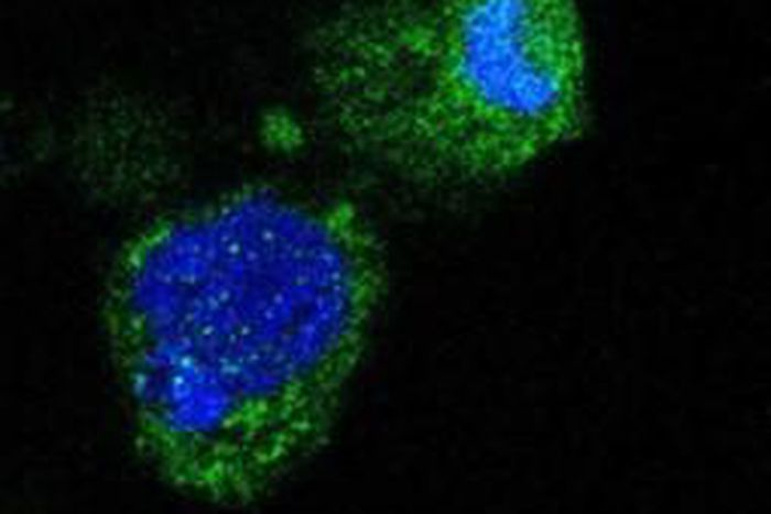 Infectious Malaria Sporozoites produced without mosquitoes provide ground-breaking progress for malaria vaccines and biology research